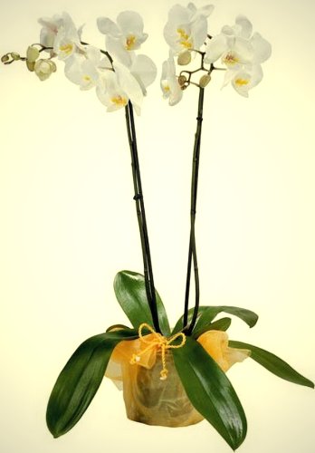 Orchidee (Phalaenopsis) wei&szlig; bl&uuml;hend, 2 triebig  1 Pflanze Preisvergleich