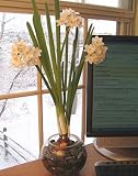 Paperwhite Nir in a Clear Glass Twinkle Bowl - New