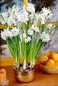 Paperwhite Narcissus 10 Bulbs - INDOORS