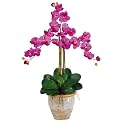 Triple Stem Phalaenopsis