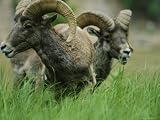 Bighorn Sheep Graze in the Green Grasses along the Bank of the Yampa River in Colorado Photographic Poster Print, 24x18