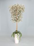 光触媒 観葉植物 ベンジャミンアレンジ 180cm