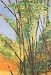Bamboos, Painting by Mohan Varier, Original
