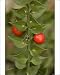 Photographic Prints of Butchers broom, in flower and fruit from Ardea Wildlife Pets