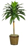 44 &acute; Dracena w / Basket Silk Plant - ( Real Touch ) - B001RIS7BI