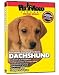   - Dachshund DVD - Everything You Should Know About Your Dog