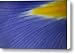 A Dutch Iris Iris Hollandica Canvas Print / Canvas Art - Artist Joel Sartore