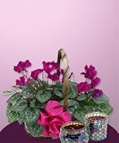 2 Cyclamen in Handle Basket