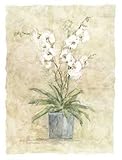 IMAGE OF White Orchids II Beautiful MUSEUM WRAP CANVAS Print with Added BRUSHSTROKES Elizabeth Brownd 16x20