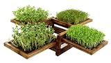 Miniature Indoor Herb Garden with Clover, Cress, Lettuce and Mustard