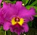 2 Blc. Ronald's Canyon 'Koko Head' Orchid Plants