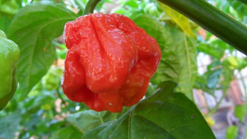 Trinidad 7 Pot Jonah Hot Pepper 10+ Seeds 