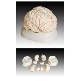 Scientific Anatomical Model : Anatomical Human Brain Model With Arteries