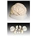 Scientific Anatomical Model : Anatomical Human Brain Model With Arteries