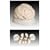Scientific Anatomical Model : Anatomical Human Brain Model With Arteries