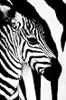 (24x36) Zebra Mare and Foal Art Print Poster
