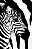 (24x36) Zebra Mare and Foal Art Print Poster