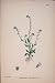 Dwarf Forget-Me-Not Plant Flower Colour Old Print