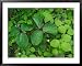 Toadshade or Red Trillium Framed Art Poster Print by Adam Jones, 39x31
