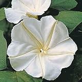 Amazon / Tropical Oasis: MOONFLOWER IPOMOEA ALBA fragant BULK 500 seeds
