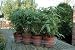 Bambus Fargesia rufa Bambuspflanzen Bamboo winterhart !