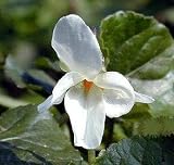 White Birds Foot Violet 20 Seeds-Viola- Shade Perennial