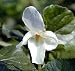 White Birds Foot Violet Viola 20 Seeds