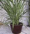 Lemon Grass 60 Seeds - Cymbopogon - Herb