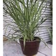 Lemon Grass 60 Seeds - Cymbopogon