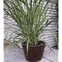 Lemon Grass 60 Seeds - Cymbopogon