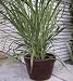 Lemon Grass 60 Seeds - Cymbopogon