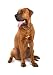 Japanese Bandog Tosa Inu Isolated on White - 24"H x 17"W - Peel and Stick Wall Decal by Wallmonkeys