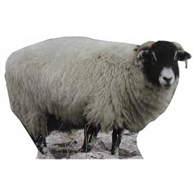 Sheep - Wildlife/Animal Lifesize Cardboard Cutout / Standee / Standup