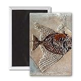 Fish (fossil) by Prehistoric - 3x2 inch Fridge Magnet - large magnetic button - Magnet