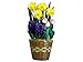 Flower Bulb Gift of the Month, Free Shipping