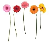 RoomMates RMK1279GM Gerber Daisies Peel & Stick Giant Wall Decals