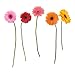 RoomMates RMK1279GM Gerber Daisies Peel & Stick Giant Wall Decals