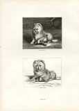Landseer pl 10 Vixen 1821, Vixen 1824, Dog