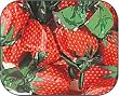 Bon-Bons, Strawberry Hard Candy - 5 pounds