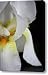 White Iris Study No 3 Canvas Print / Canvas Art - Artist Teresa Mucha