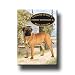 Bullmastiff A House Is Not A Home Fridge Magnet No 1