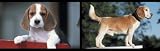 Beagles Dogs Mural Style Wallpaper: Beagles Dogs Mural Style Wallpaper