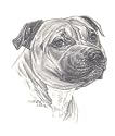 Original Staffordshire Terrier hand drawing