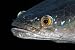 Spotted Snakehead - 24"W x 16"H - Peel and Stick Wall Decal by Wallmonkeys