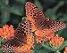 Butterfly Bush Asclepias Tuberosa 3 Roots