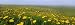 Panoramic View, Corn Marigolds, Fair Isle, Shetland Islands, Scotland, UK, Europe Pho...