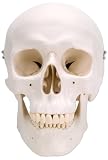 3B Scientific Classic Skull, 3-part