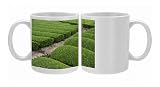 Rows of green tea bushes growing on the Makinohara tea plantations in Shizuoka, Photo Mugs