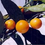 [実付き]プチマルキンカン7号鉢植え[柑橘・かんきつ類苗木]