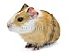 Wallmonkeys Peel and Stick Wall Decals - Guinea Pig - Removable Graphic